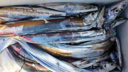 オーフリー 釣果