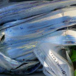 オーフリー 釣果