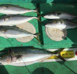 利弥丸(としやまる) 釣果