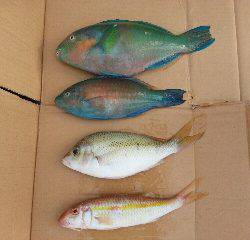 本部釣りイカダ 釣果