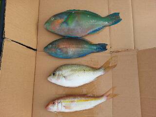 本部釣りイカダ 釣果