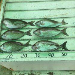 本部釣りイカダ 釣果