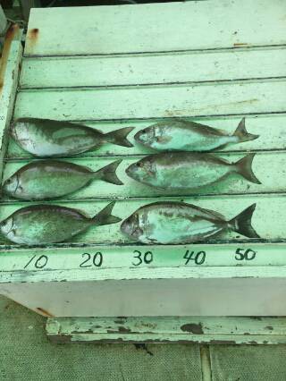 本部釣りイカダ 釣果