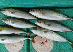 利弥丸(としやまる) 釣果