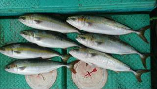 利弥丸(としやまる) 釣果