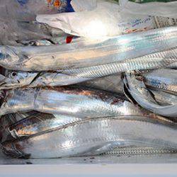 松本釣船２ 釣果