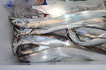 松本釣船２ 釣果