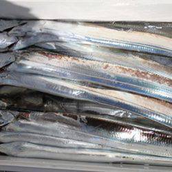 松本釣船２ 釣果