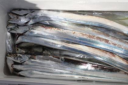 松本釣船２ 釣果