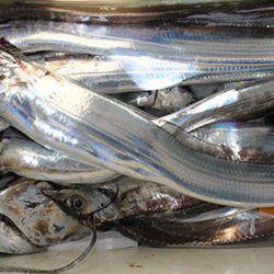 松本釣船２ 釣果