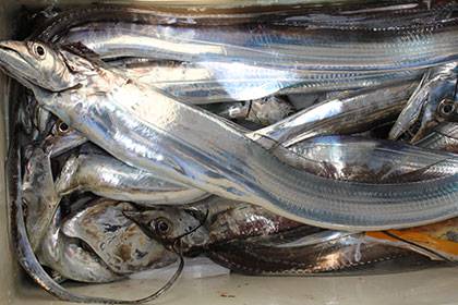 松本釣船２ 釣果