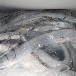 松本釣船２ 釣果