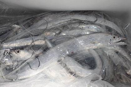 松本釣船２ 釣果