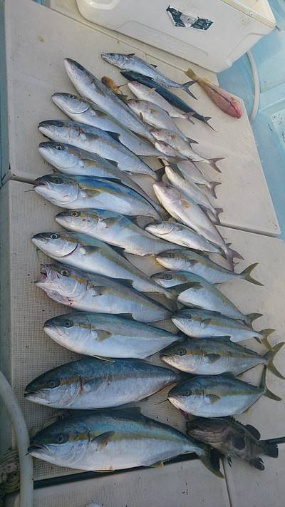 旭星釣りセンター 釣果