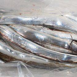 松本釣船2 釣果