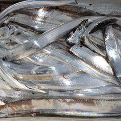 松本釣船2 釣果