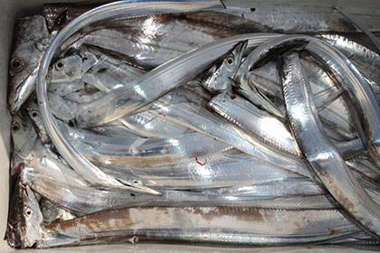 松本釣船2 釣果