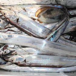 松本釣船2 釣果