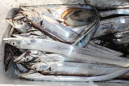 松本釣船2 釣果