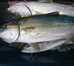 海龍丸(福岡) 釣果