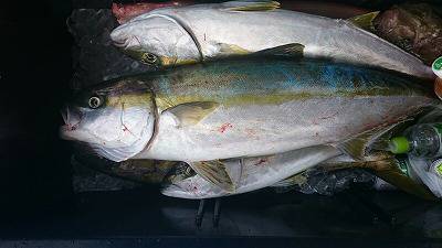 海龍丸(福岡) 釣果