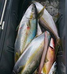 海龍丸(福岡) 釣果