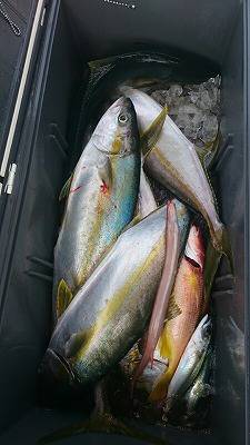 海龍丸(福岡) 釣果