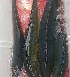 海龍丸(福岡) 釣果