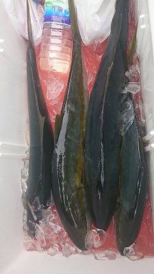 海龍丸(福岡) 釣果