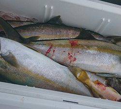 海龍丸(福岡) 釣果