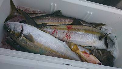 海龍丸(福岡) 釣果