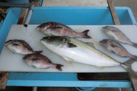 松名瀬フィッシングパーク 釣果