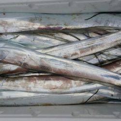 オーフリー 釣果