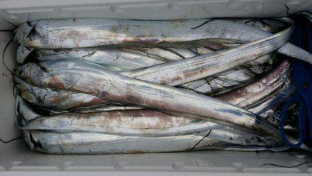 オーフリー 釣果