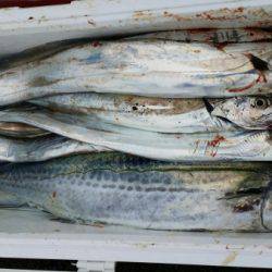 オーフリー 釣果