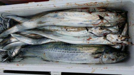 オーフリー 釣果