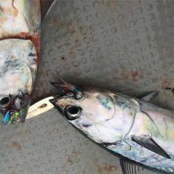 マタウマリンサービス 釣果