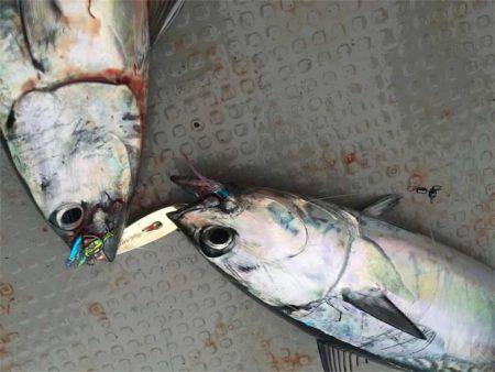 マタウマリンサービス 釣果