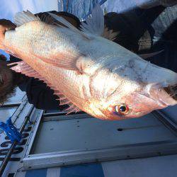 長栄丸(千葉) 釣果