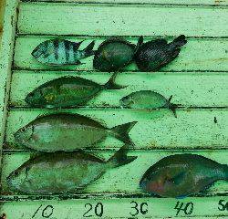 本部釣りイカダ 釣果