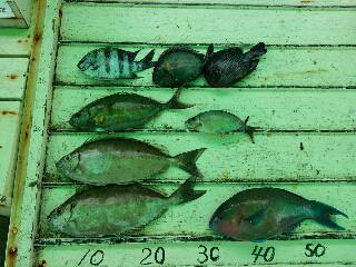 本部釣りイカダ 釣果