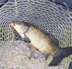 フィッシング母袋 釣果