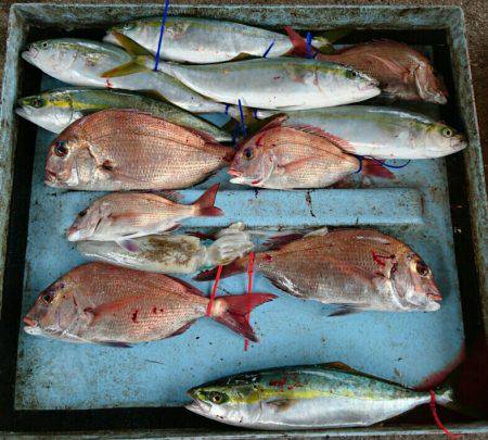 明神釣船 釣果