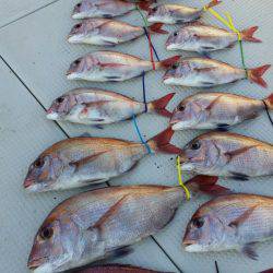 オーフリー 釣果