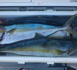 海龍丸(福岡) 釣果