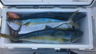 海龍丸(福岡) 釣果