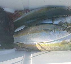 海龍丸(福岡) 釣果