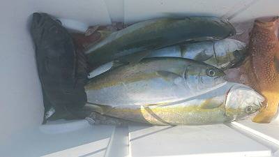 海龍丸(福岡) 釣果