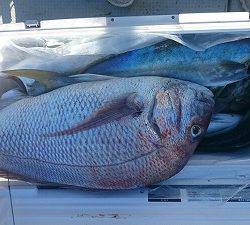 海龍丸(福岡) 釣果