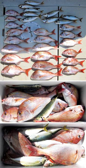 来温丸（らいおんまる） 釣果